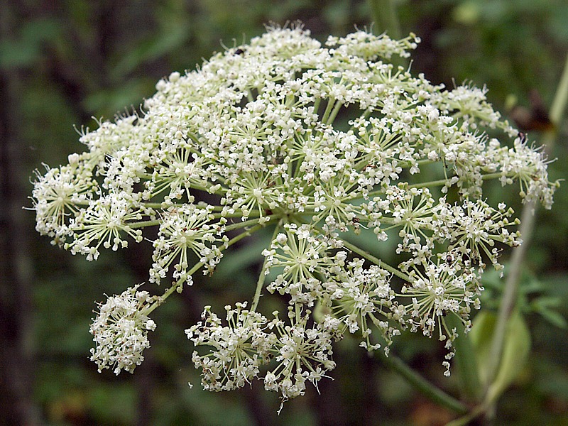 Image of Angelica cincta specimen.