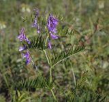 Vicia tenuifolia