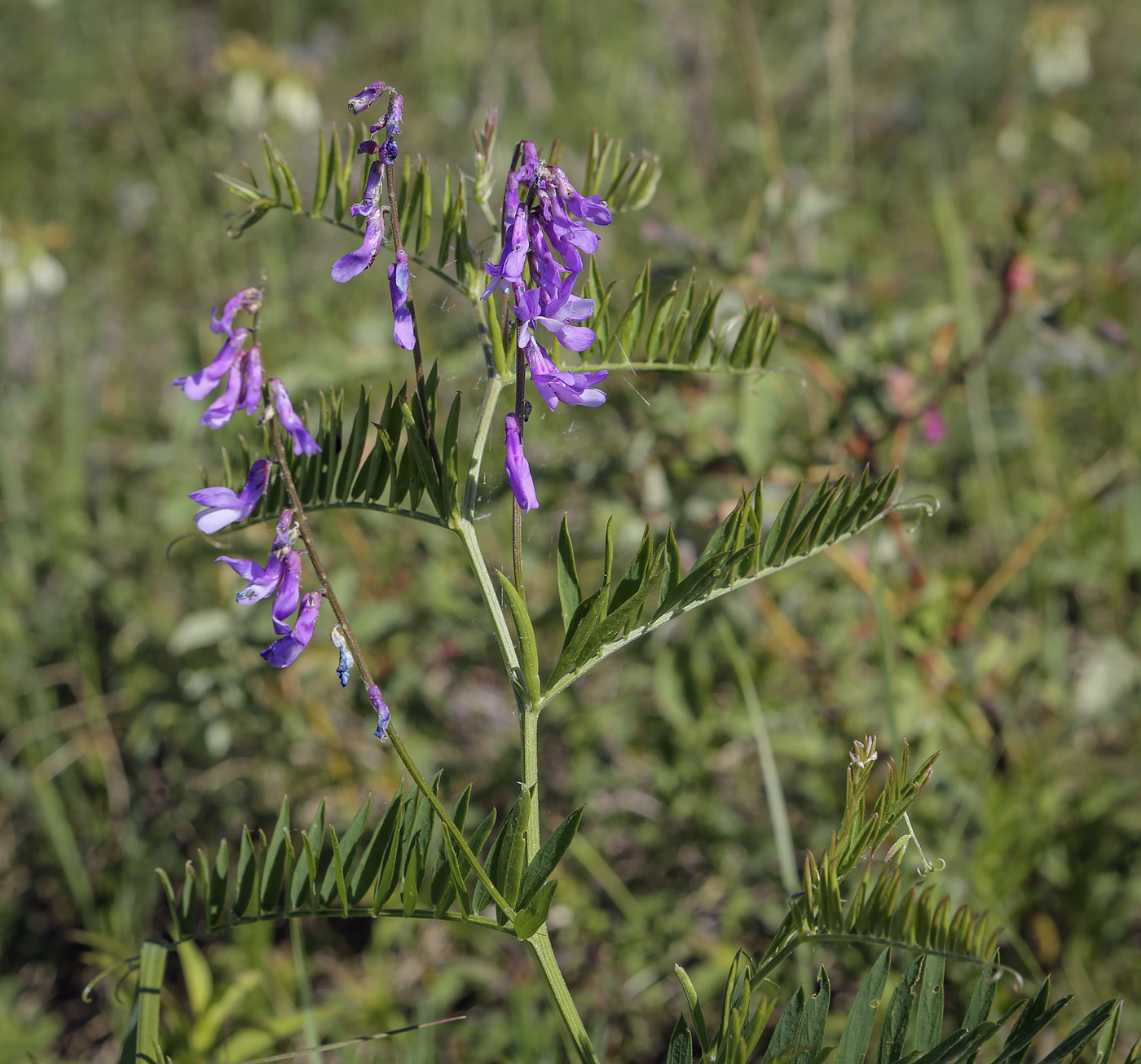 Изображение особи Vicia tenuifolia.