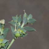 Euphorbia aleppica