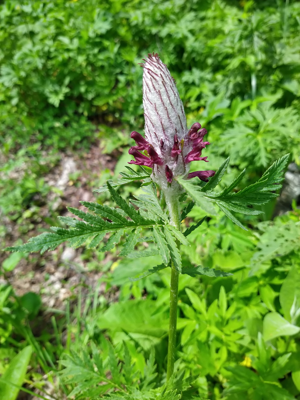 Image of Pedicularis atropurpurea specimen.