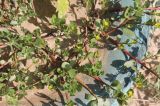 Portulaca oleracea. Часть цветущего растения. Казахстан, г. Актау, в вазоне. 22 июня 2021 г.