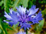 Centaurea cyanus