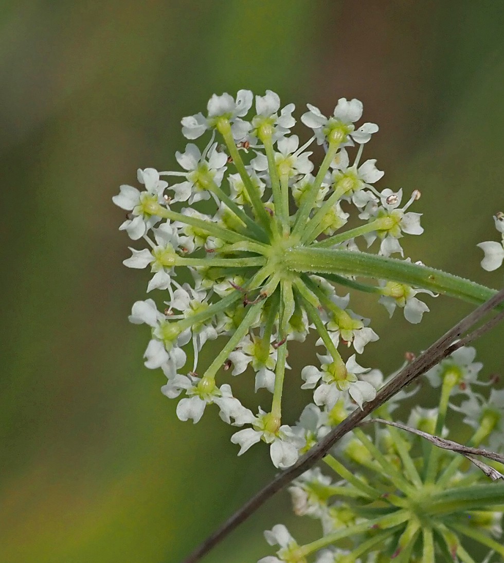 Изображение особи Ostericum palustre.