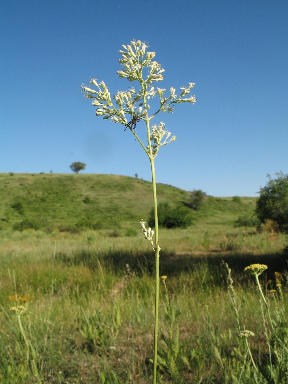 Image of Silene wolgensis specimen.