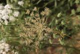 Ammi majus