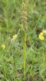 Dactylorhiza viridis