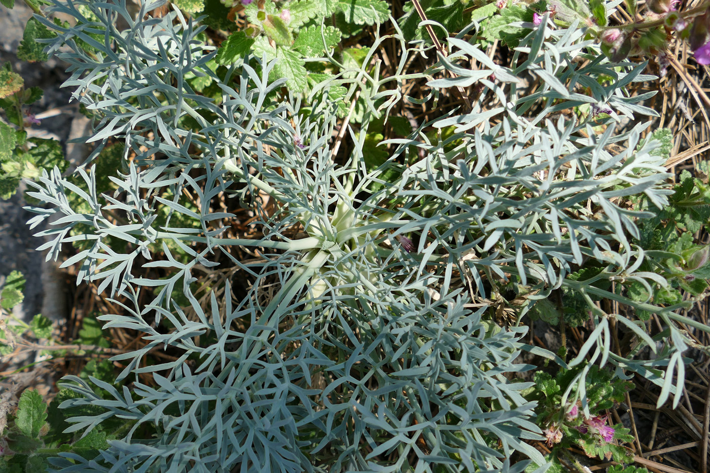 Image of Seseli gummiferum specimen.