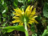 Doronicum altaicum. Верхушка побега с соцветием (вид со стороны обёртки). Хакасия, Ширинский р-н; Кузнецкий Алатау, окр. горы Пустасхыл, ≈1350 м н.у.м., зарастающая каменистая россыпь. 26.07.2021.