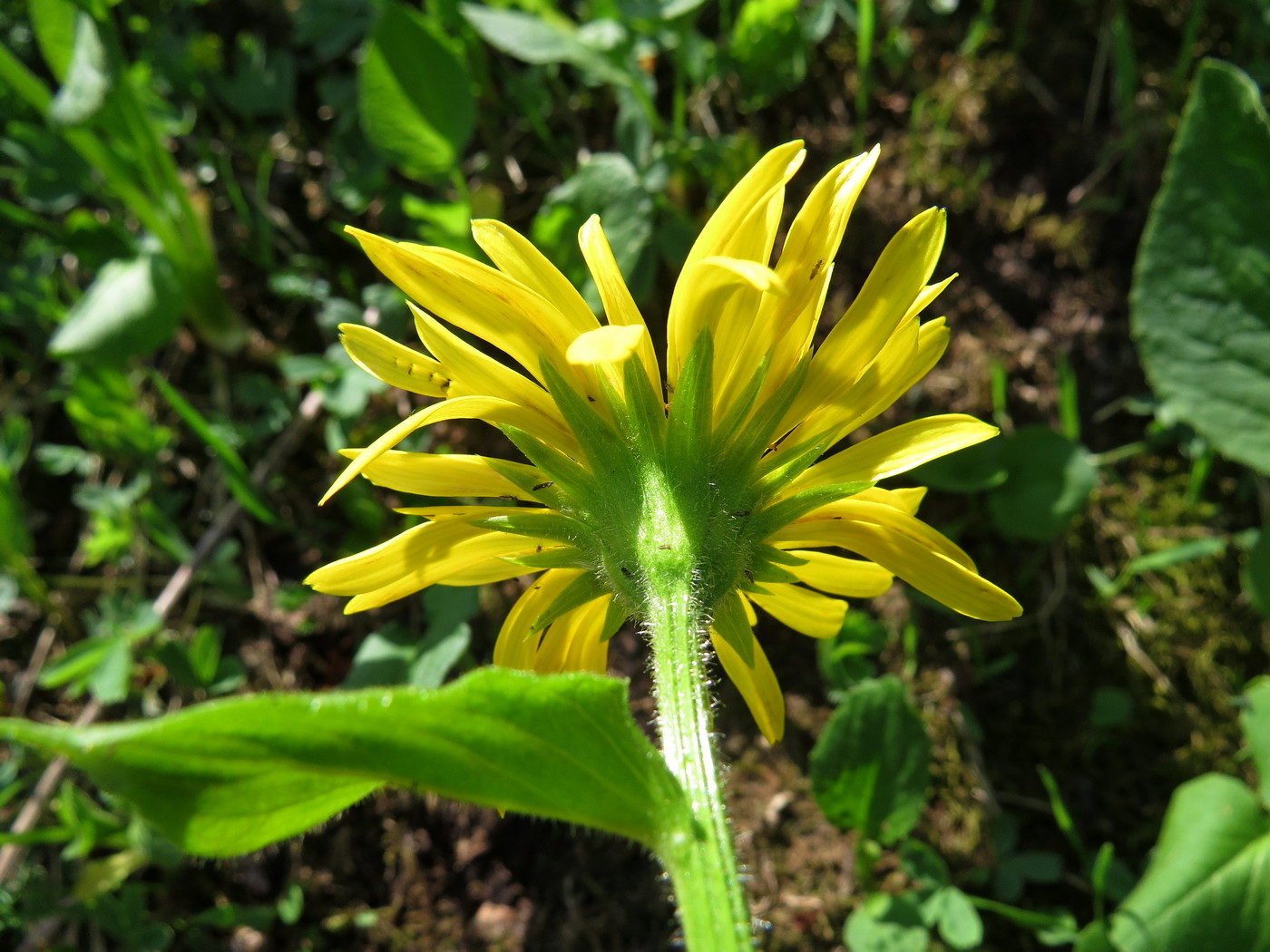 Изображение особи Doronicum altaicum.