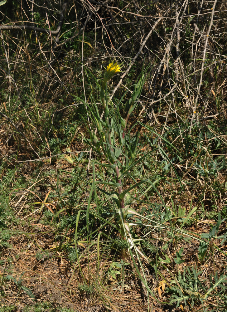 Image of genus Tragopogon specimen.