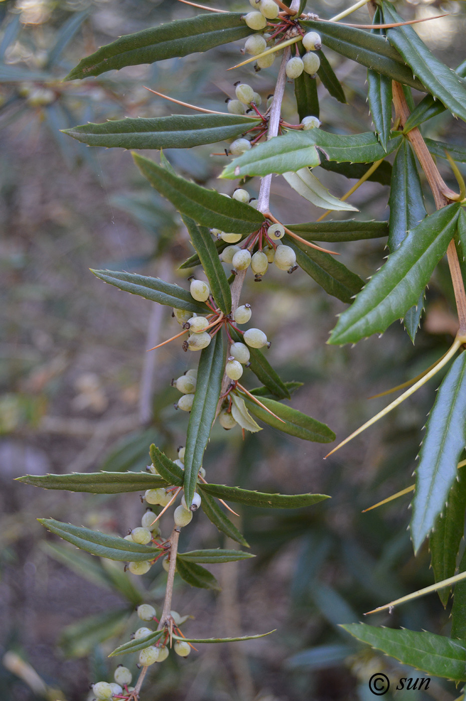 Изображение особи Berberis gagnepainii var. lanceifolium.