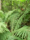 Matteuccia struthiopteris