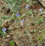 Veronica multifida