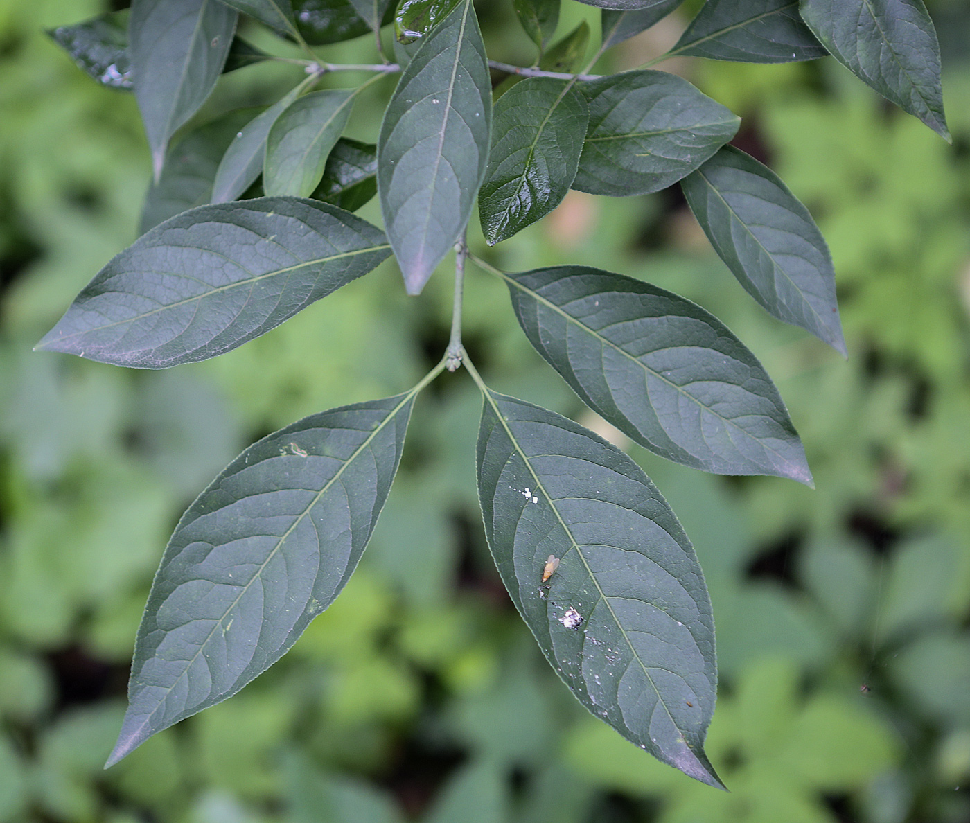 Image of genus Euonymus specimen.