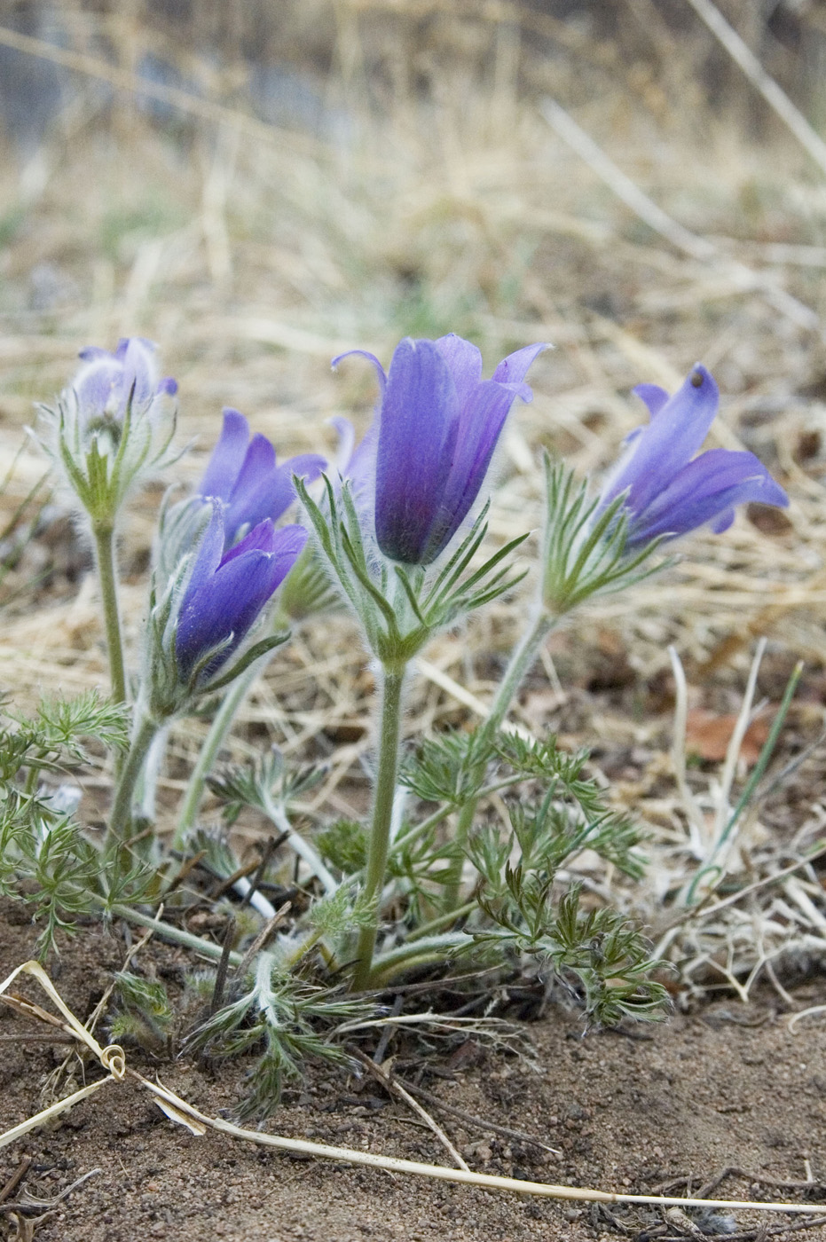 Image of Pulsatilla turczaninovii specimen.