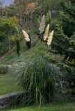 Cortaderia selloana. Плодоносящее растение. Крым, Алупка, в культуре. 28.10.2021.