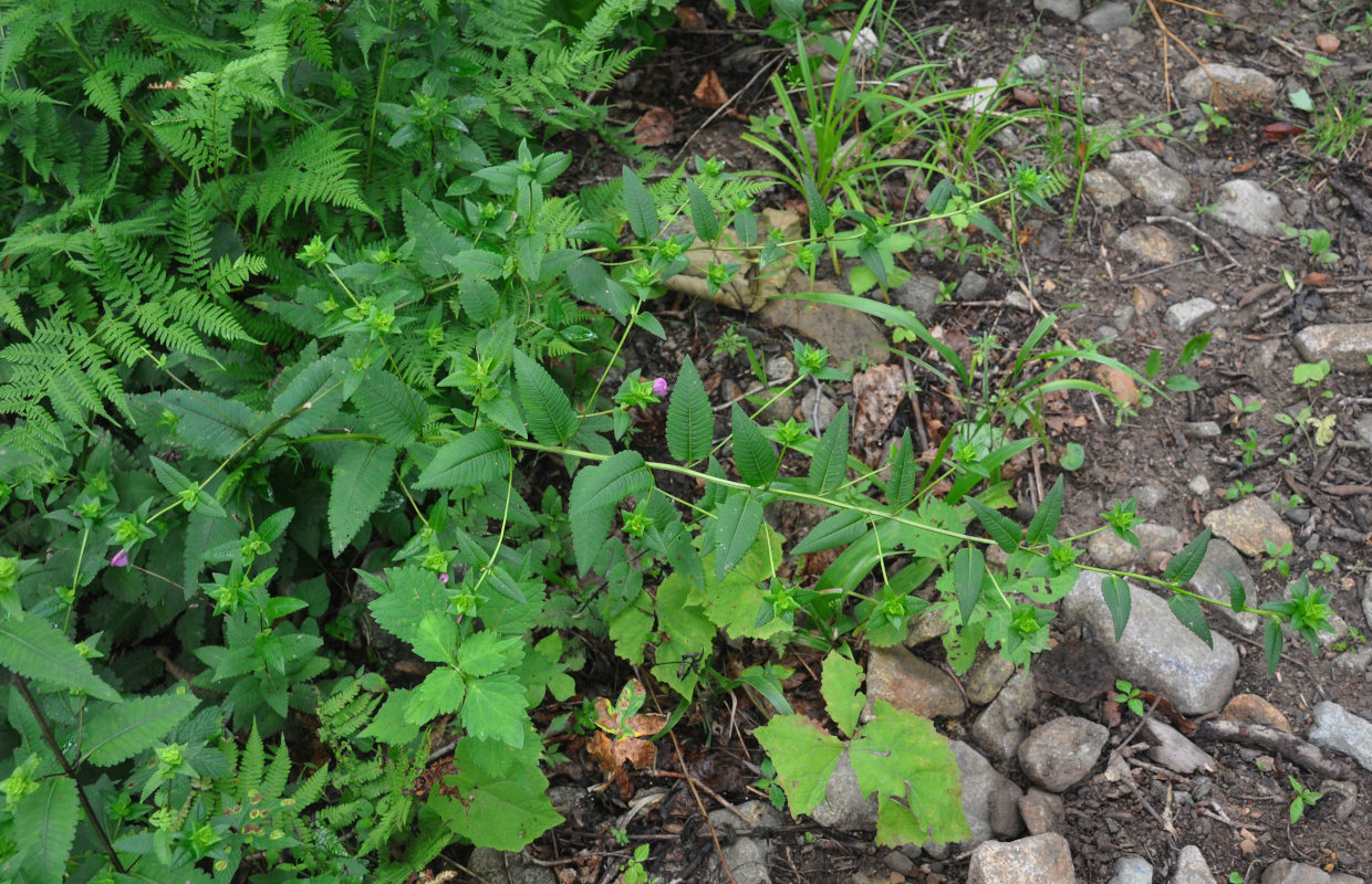 Image of Pedicularis resupinata specimen.