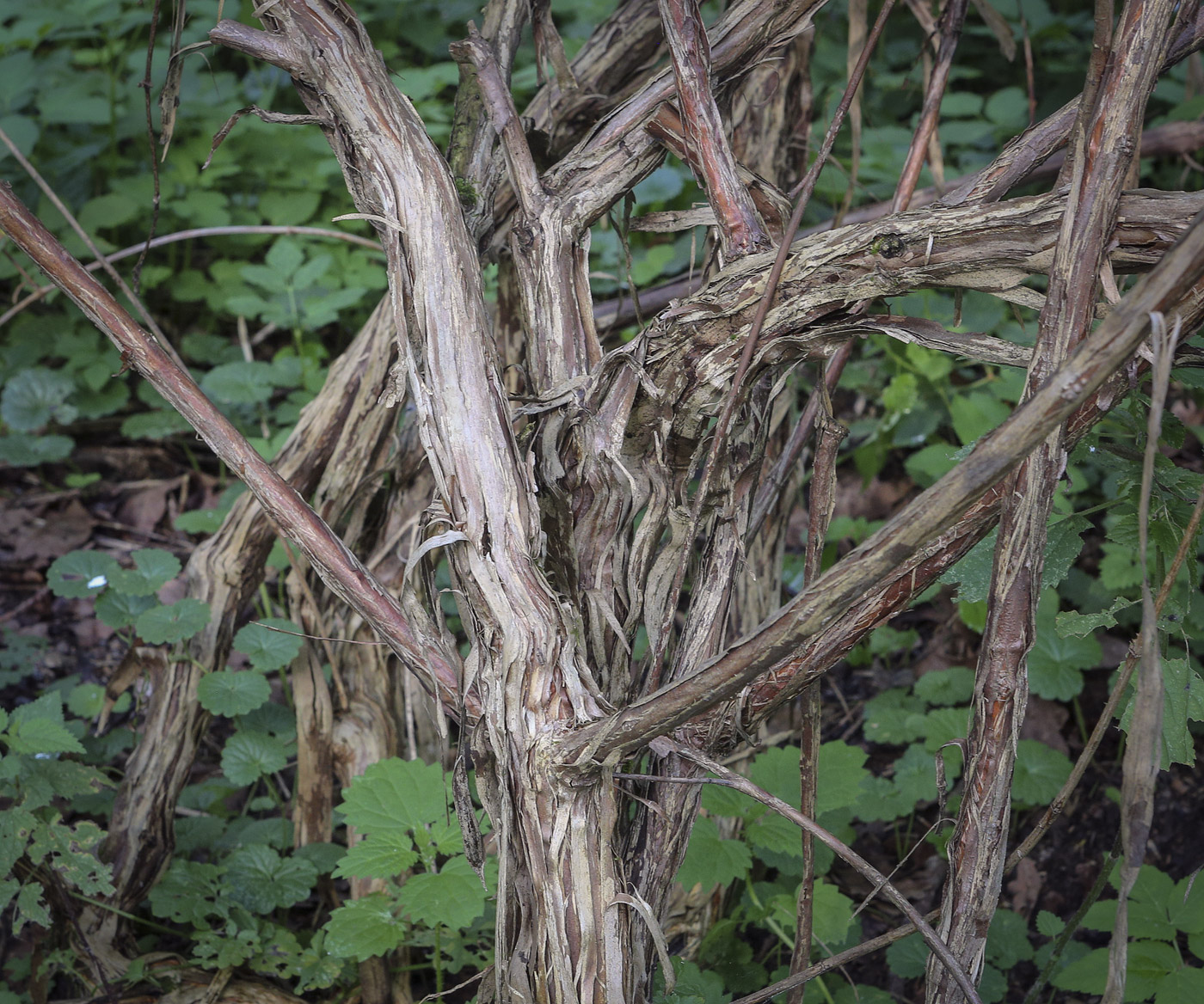 Image of Lonicera caerulea specimen.