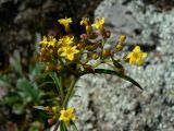 Patrinia rupestris. Верхушка цветущего растения. Хабаровский край, Хабаровский р-н, окр. ст. Хехцир, скальная вершинка склона сопки за ст. 12.09.2014.