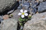 Cerastium lithospermifolium