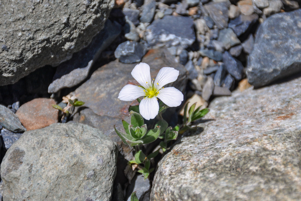 Image of Cerastium lithospermifolium specimen.