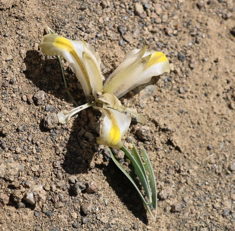 Image of Juno atropatana specimen.