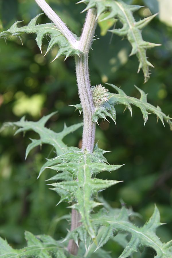 Image of Echinops sphaerocephalus specimen.