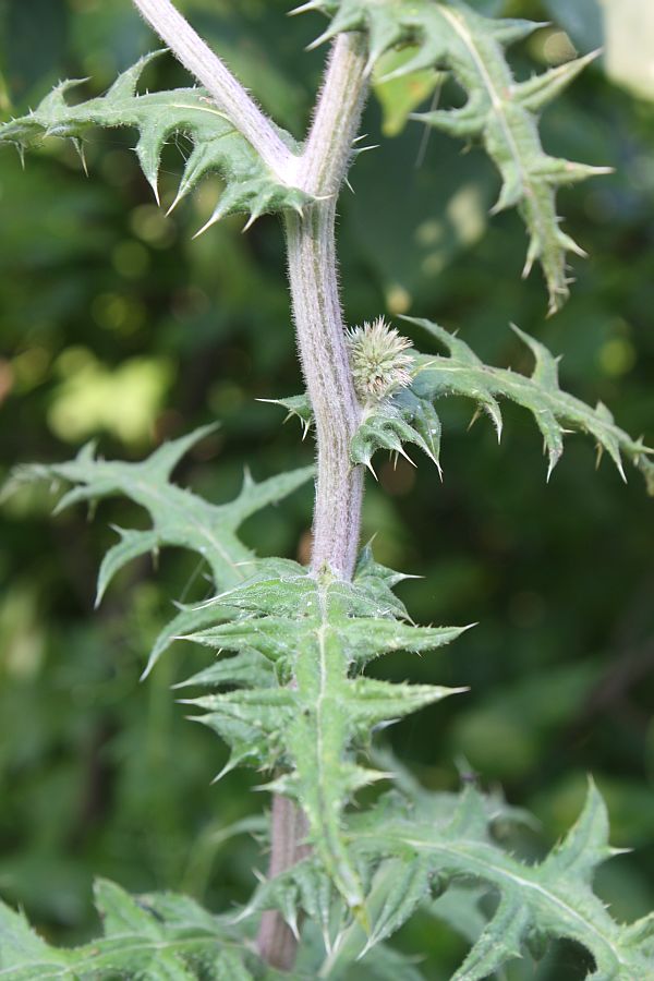 Изображение особи Echinops sphaerocephalus.