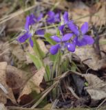 Viola hirta. Цветки. Пермский край, Кунгурский р-н, окр. с. Плехановское, ур. Спасская гора, разнотравный луг. 07.05.2022.