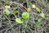Smilax excelsa