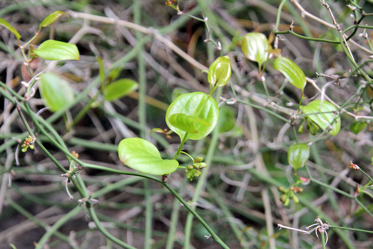 Image of Smilax excelsa specimen.