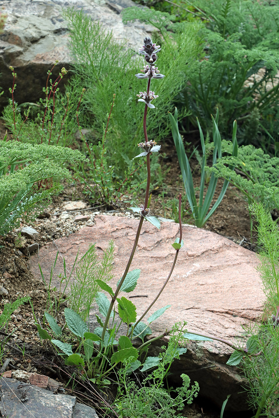 Изображение особи Phlomoides angreni.