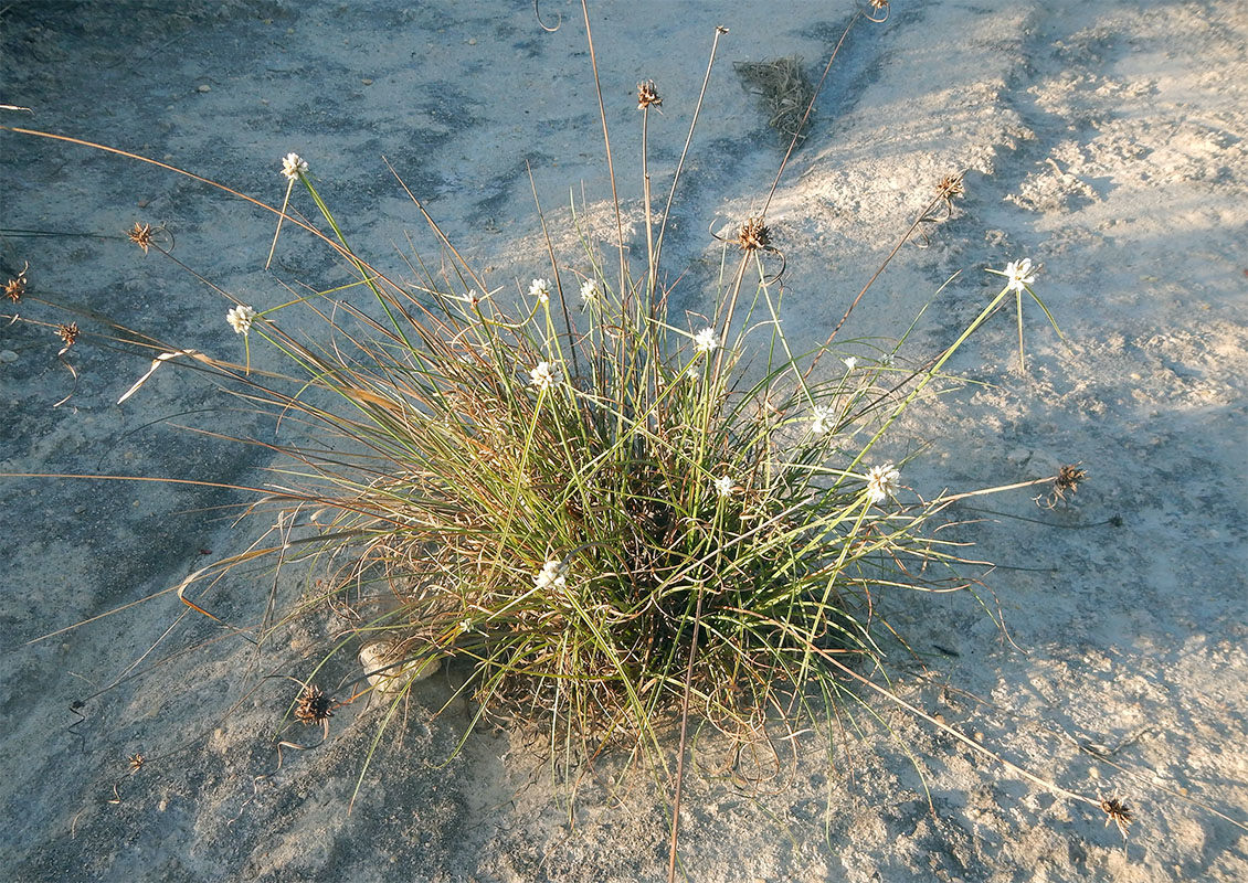 Image of genus Cyperus specimen.