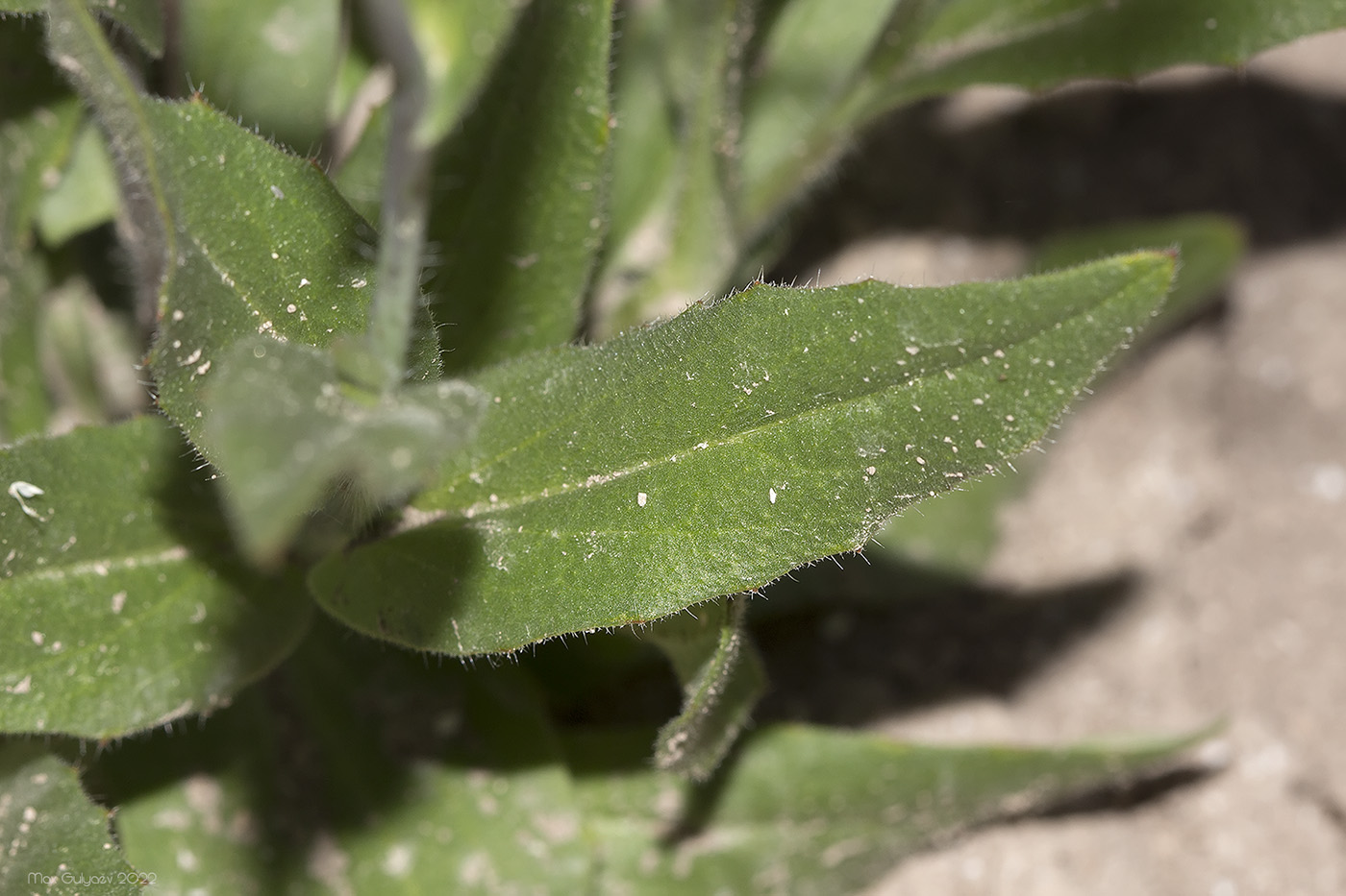 Изображение особи Camelina rumelica.