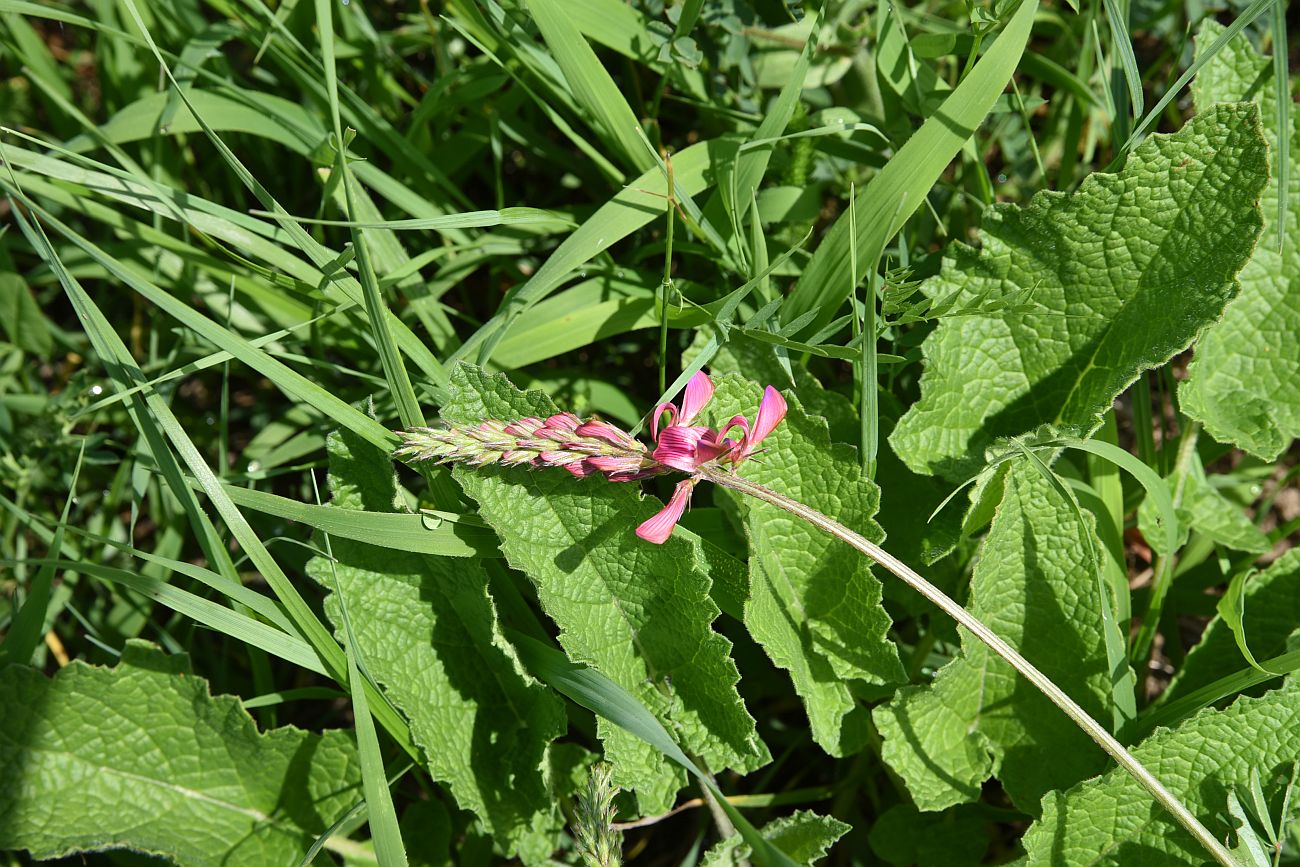 Image of genus Onobrychis specimen.