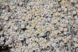 семейство Asteraceae. Соцветия. Эфиопия, провинция Бале, аураджа Фасиль, национальный парк \"Горы Бале\", плато Санети, высота 4100 м н.у.м. 28.12.2014.