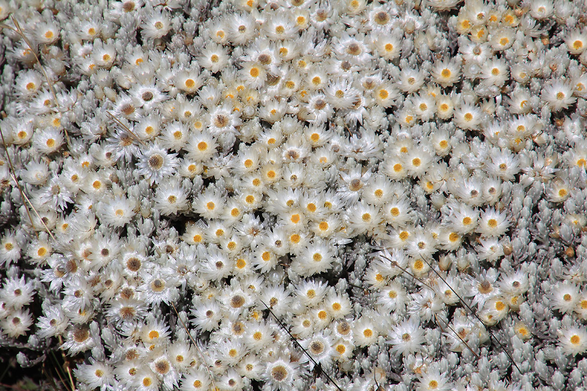 Image of familia Asteraceae specimen.