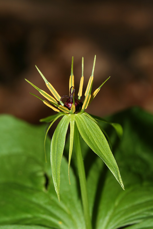 Image of Paris quadrifolia specimen.