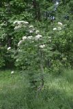 Sorbus aucuparia. Цветущее растение. Ленинградская обл., г. Сертолово. 05.06.2021.