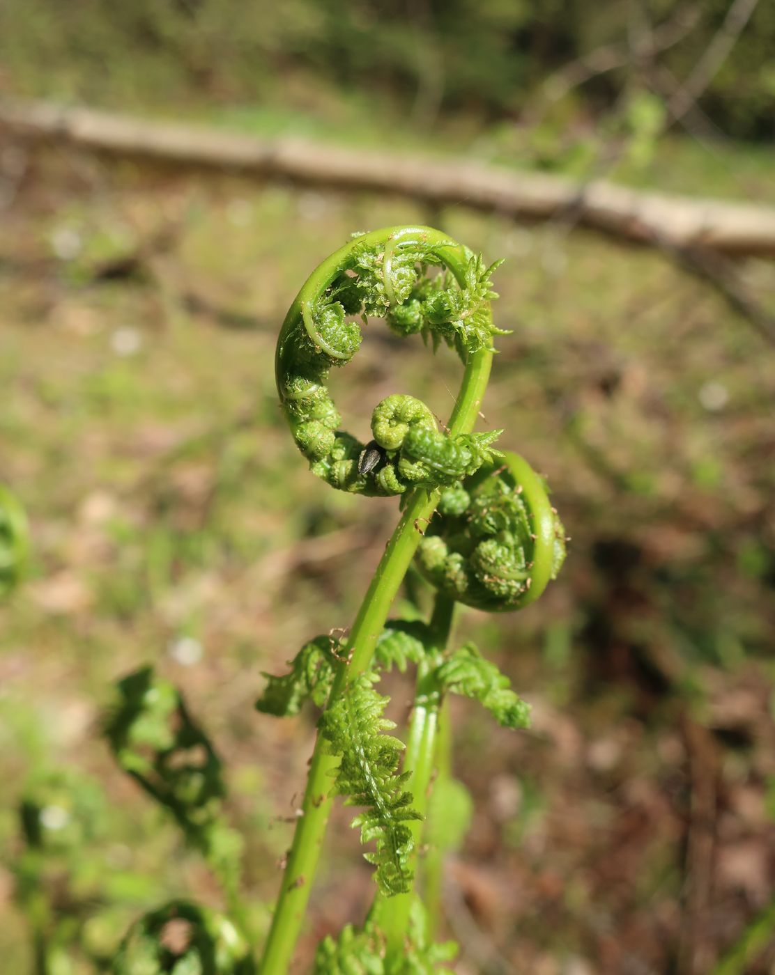 Image of Athyrium filix-femina specimen.