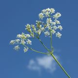 Anthriscus sylvestris