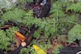 familia Apiaceae. Вегетирующие растения. Бутан, дзонгхаг Монгар, национальный парк \"Phrumsengla\". 05.05.2019.