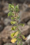 Parietaria judaica