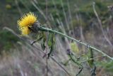 Grossheimia polyphylla. Верхушка цветущего растения с повреждёнными ночными заморозками листьями. Адыгея, Кавказский биосферный заповедник, долина р. Армянка (Инструкторская Щель), борщевиковый высокотравный субальпийский луг. 02.10.2022.