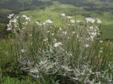 Cerastium biebersteinii. Цветущее растение. Крым, верхнее плато горы Чатыр-Даг. 4 июля 2010 г.