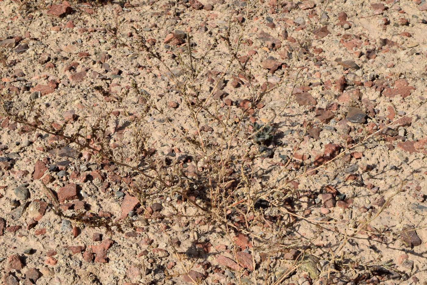 Image of Girgensohnia diptera specimen.