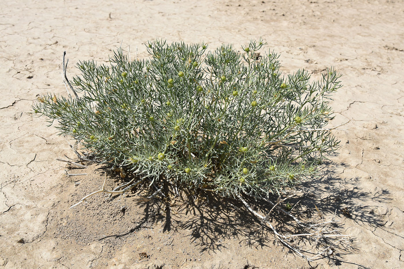 Image of Peganum harmala specimen.