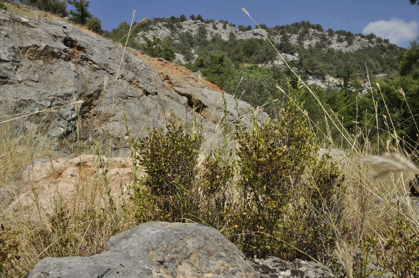 Image of Jasminum fruticans specimen.