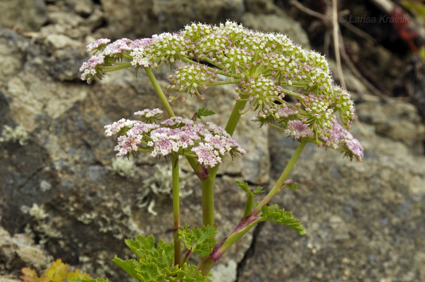 Image of Kitagawia terebinthacea specimen.